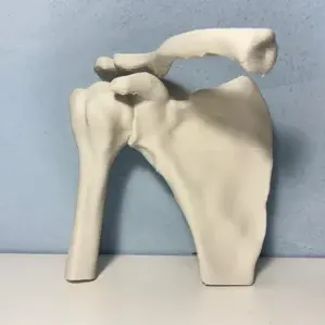Shoulder anatomy (from CT SCAN)