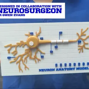 Interactive Neuron Anatomy Model