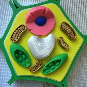 Plant Cell Model