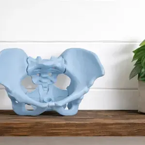 Pelvis with pelvic muscles